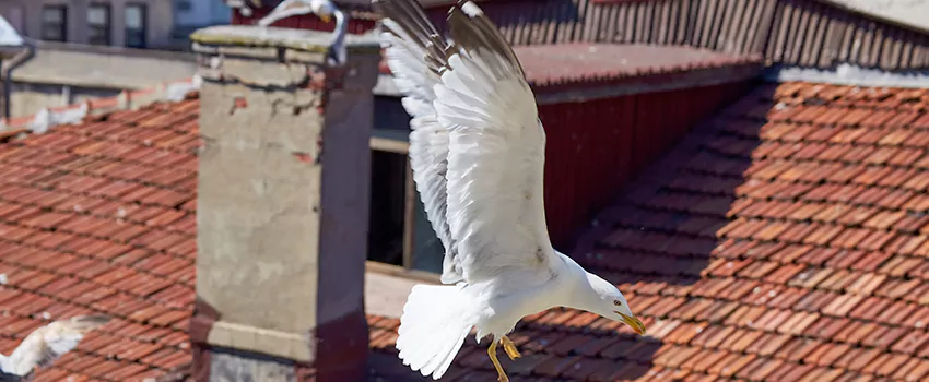 Residential Chimney Animal Removal Solution in Flowing Wells, AZ